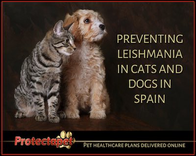 Preventing Leishmania in your dog and cat in Spain - an in depth article by Protectapet 